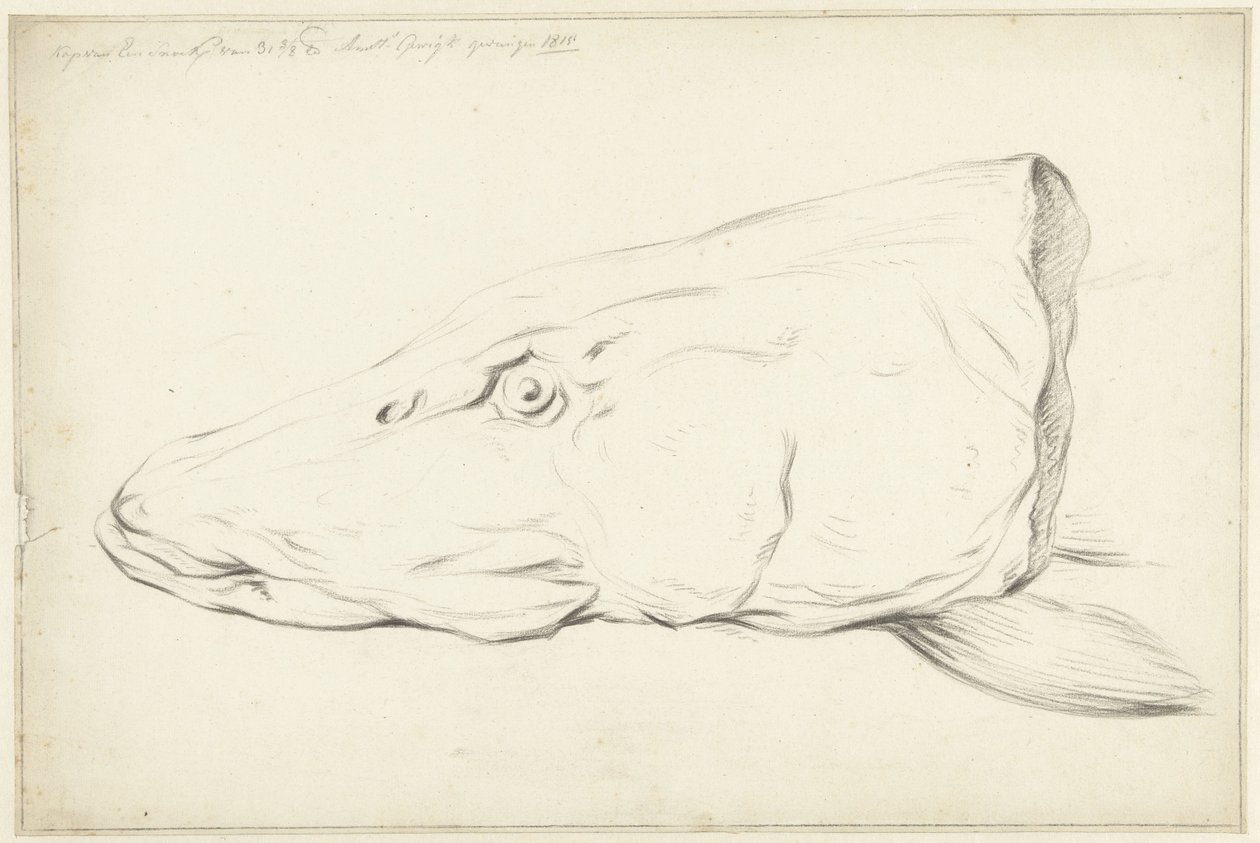 Kopf eines Hechts von Jean Bernard