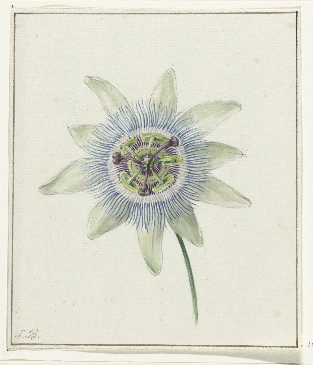 Passionsblume von Jean Bernard