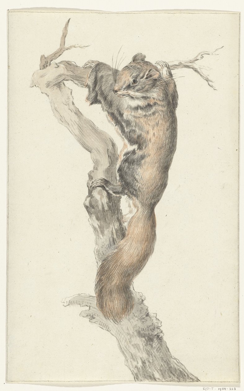 Fliegendes Eichhörnchen auf einem Ast von Jean Bernard