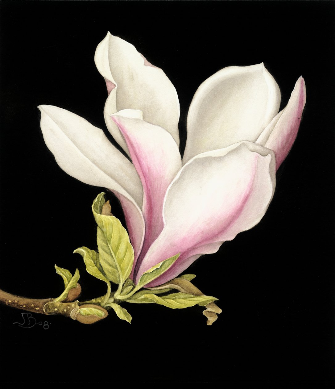 Magnolie von Jenny Barron