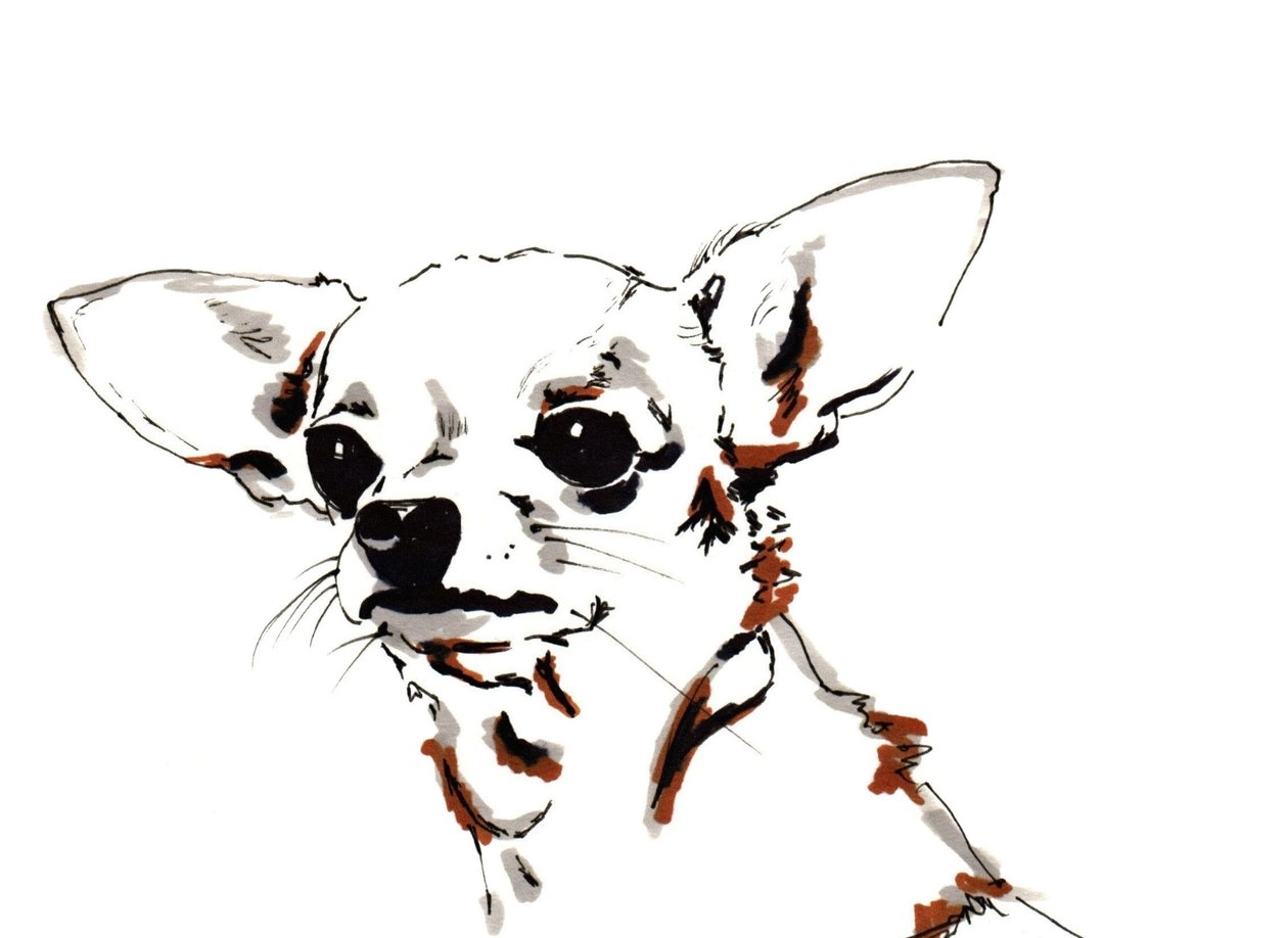 Big Ears der Chihuahua von Jo Chambers