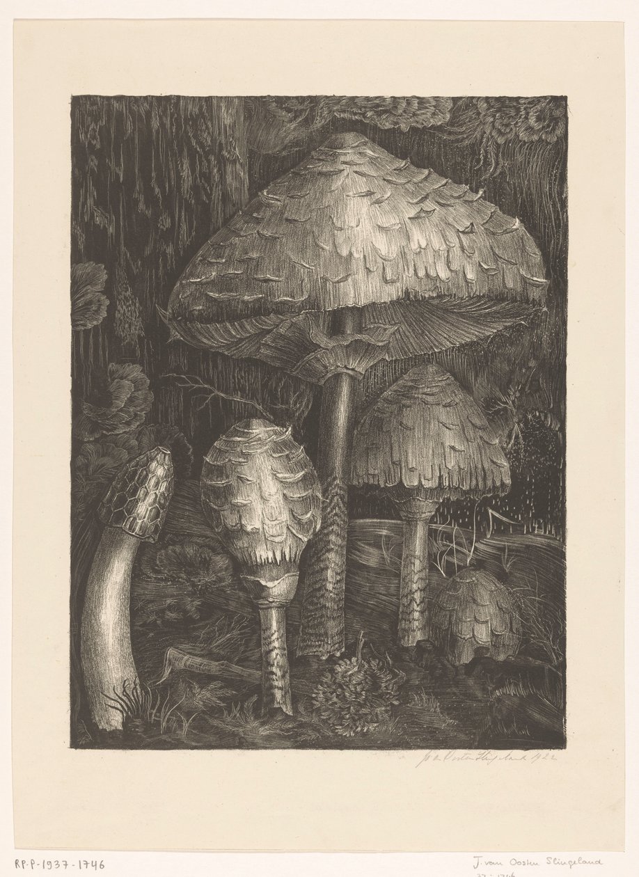 Pilze von Jo van Oosten Slingeland (signed by artist)