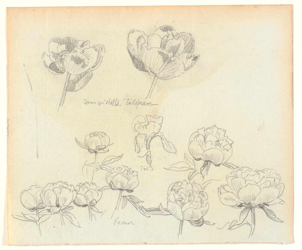 Blumenstudien von Joakim Frederik Skovgaard