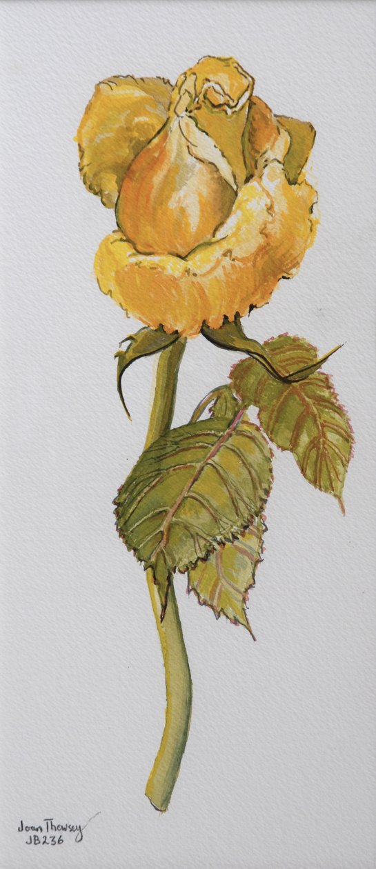 Einzelne gelbe Rose Arthur Bell 2006 von Joan Thewsey