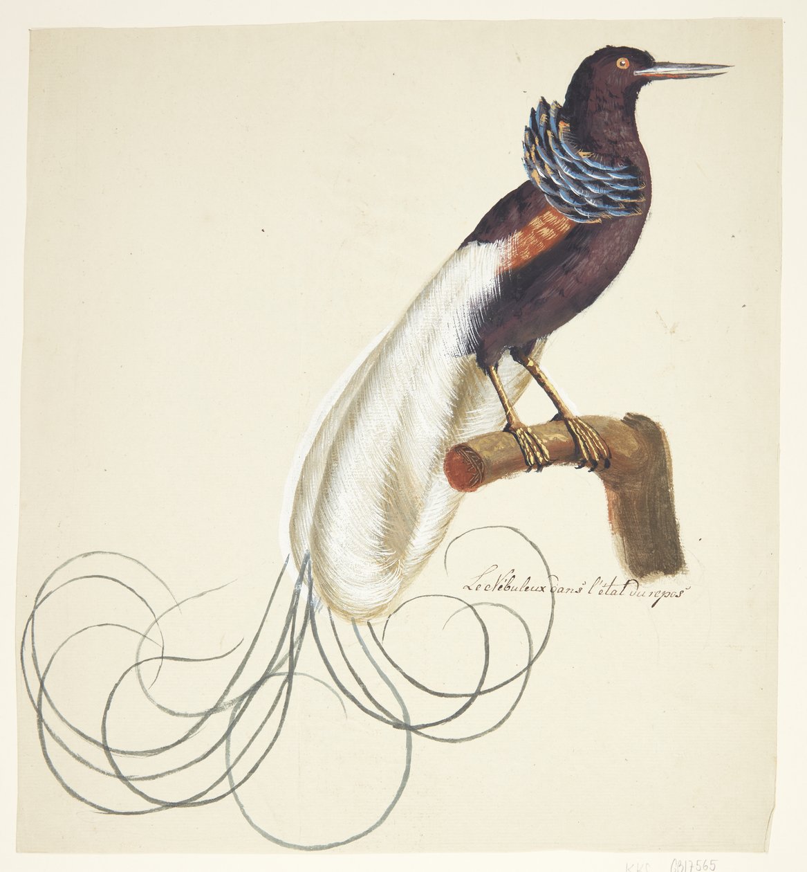 Exotischer Vogel von Johan Christian Ernst Walter