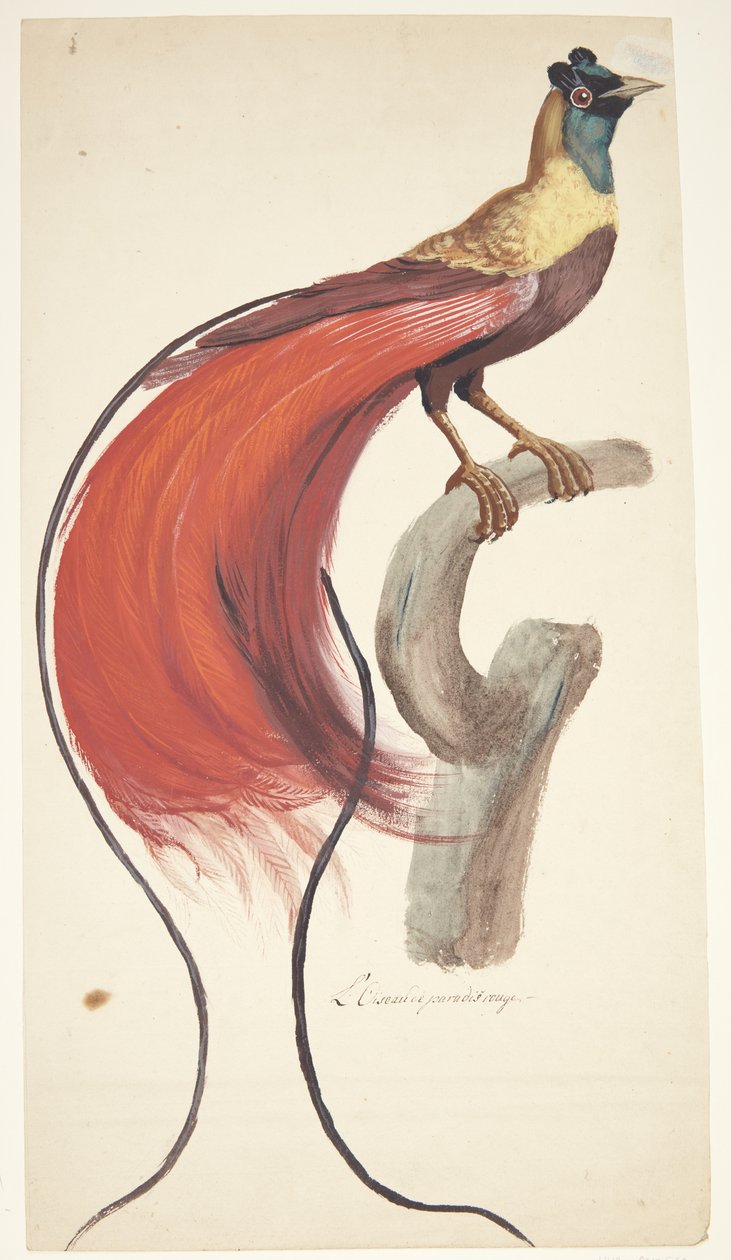 Exotischer Vogel von Johan Christian Ernst Walter
