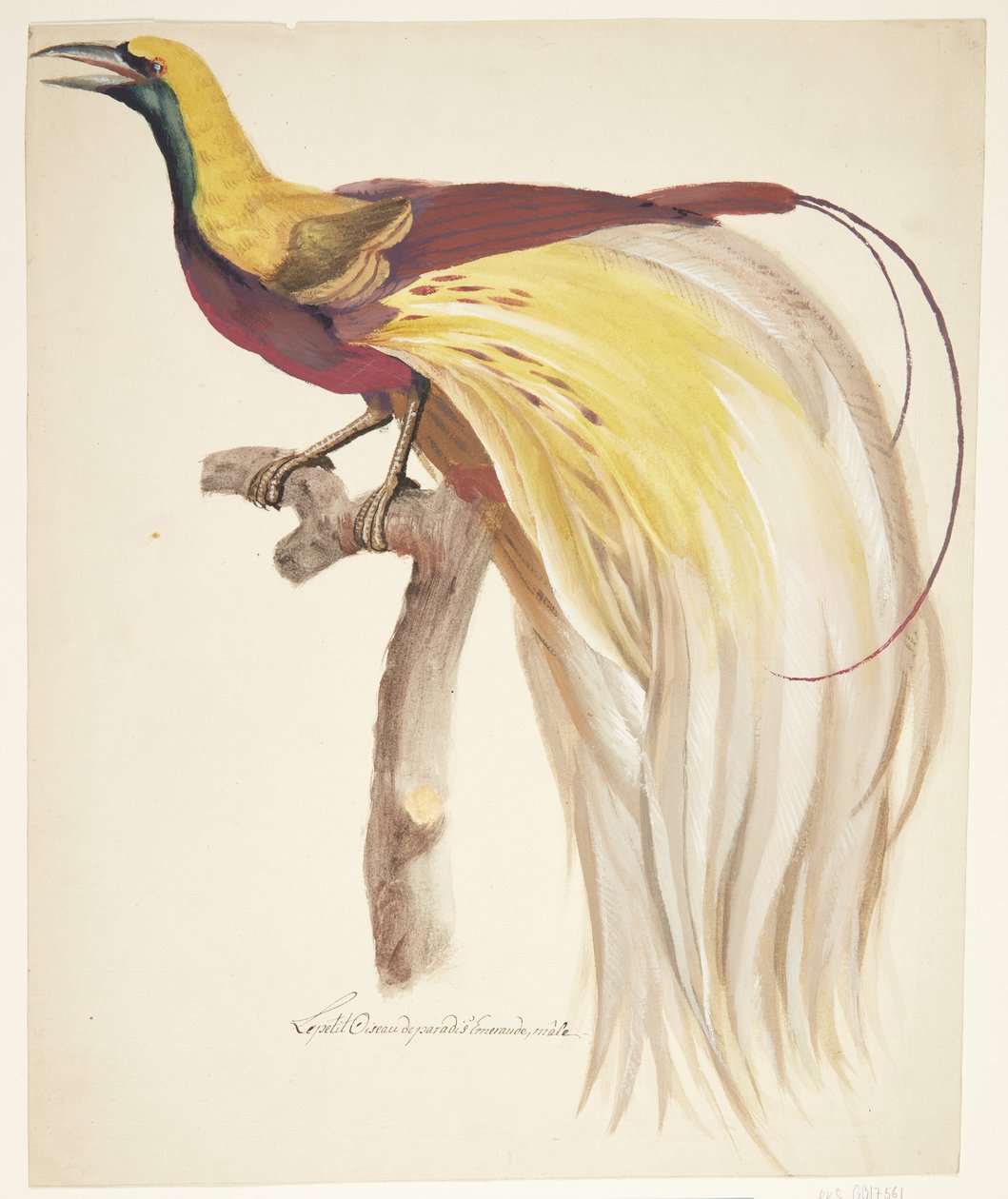 Großer Paradiesvogel von Johan Christian Ernst Walter