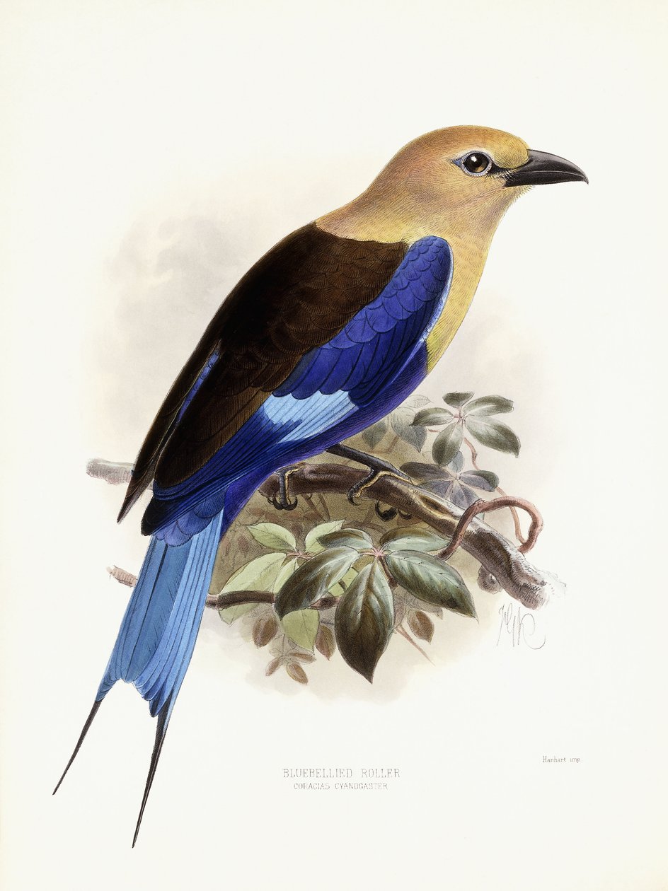 Blauwangenspint, 1893 von Johan Gerard Keulemans