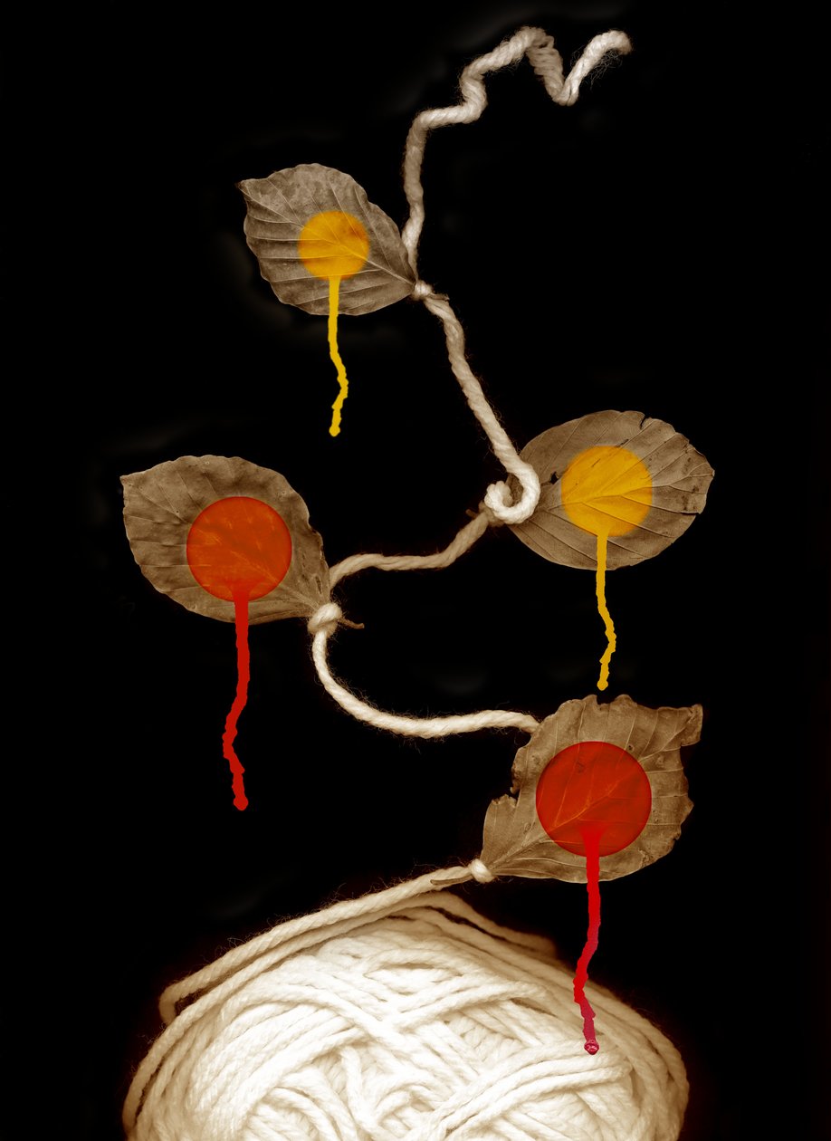 Garnblüte, 2013 von Johan Lilja