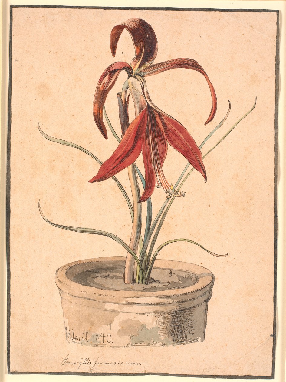 Blühende Amaryllis von Johan Thomas Lundbye