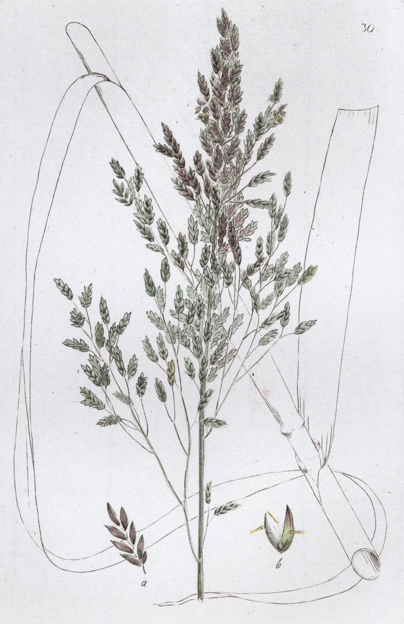 Rohr-Süßgras von Johan Wilhelm Palmstruch