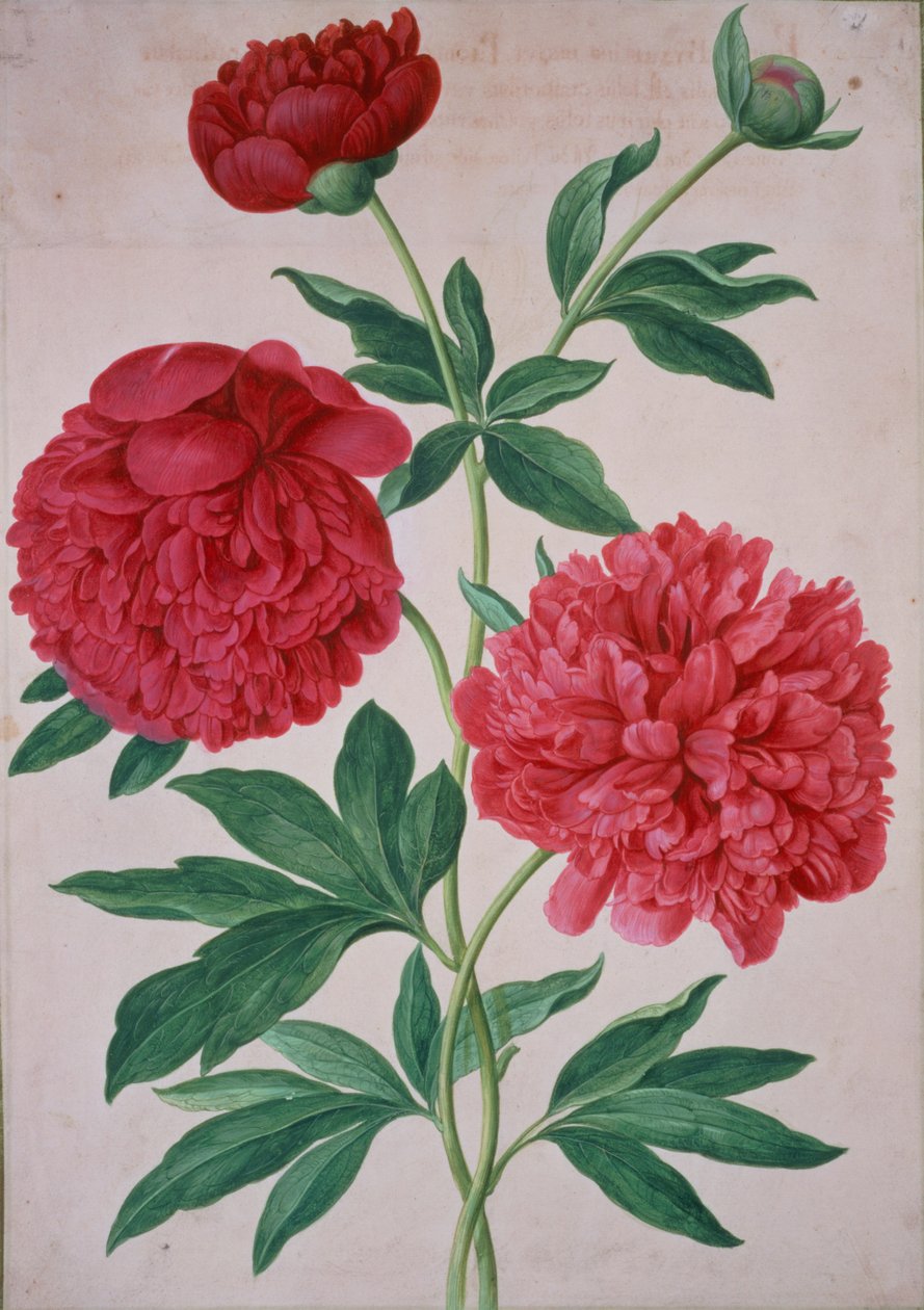 Pfingstrosen, Platte 46 aus dem Nassau Florilegium von Johann Jakob Walther