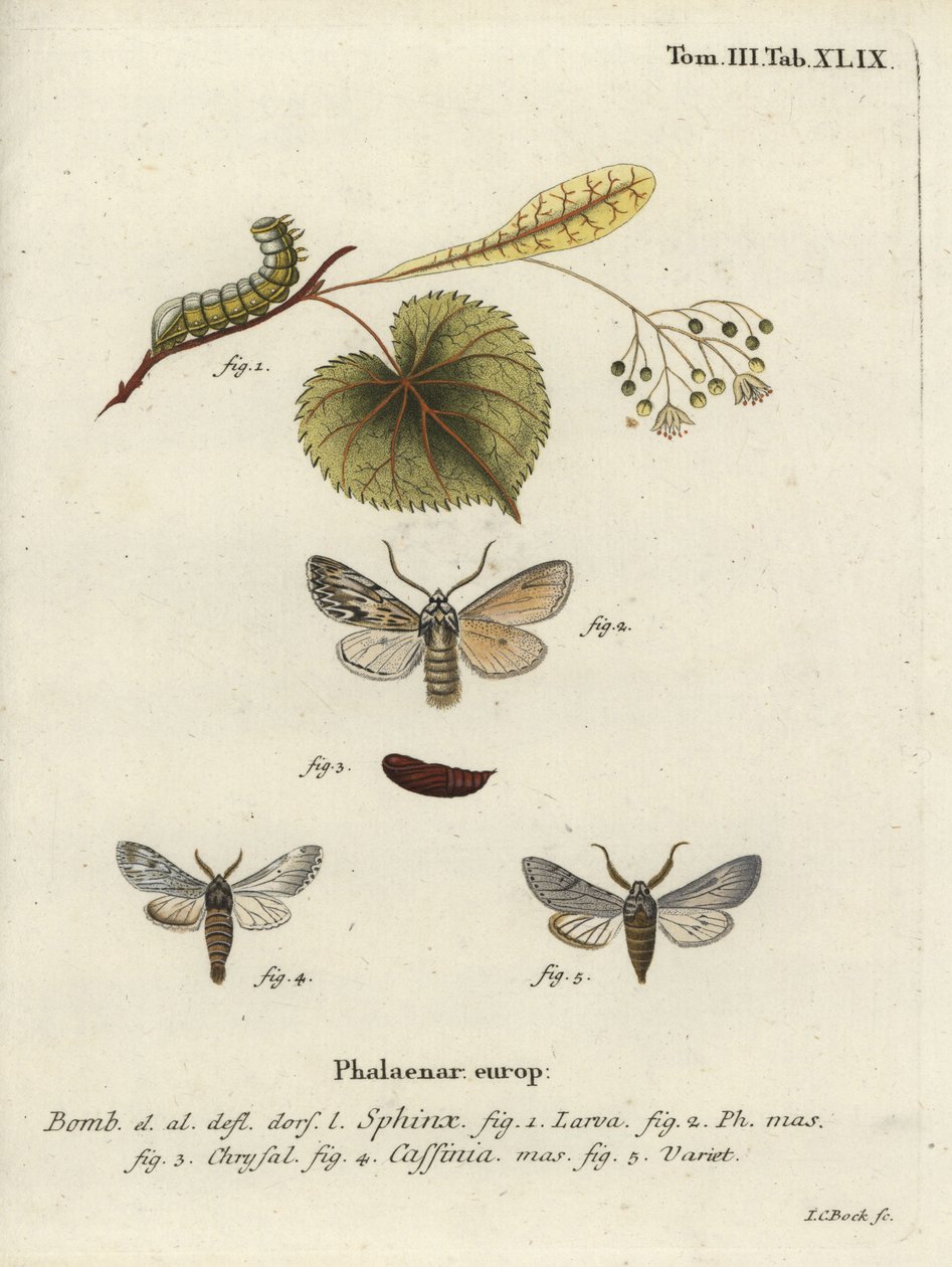 Sprawler-Motte, Asteroscopus sphinx von Johann Carl Bock