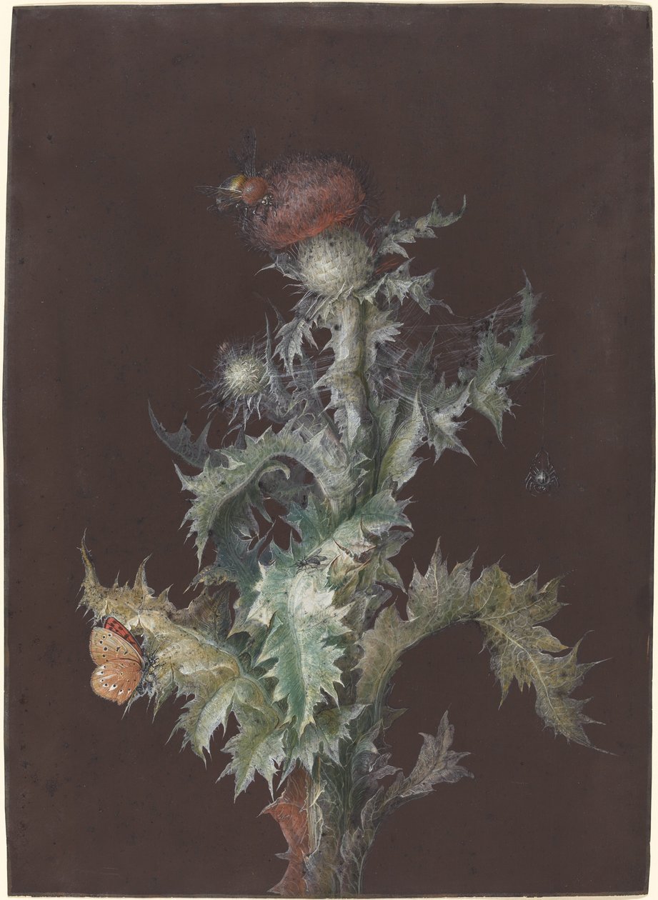 Distel mit Insekten, ca. 1755 von Johann Christoph Dietzsch