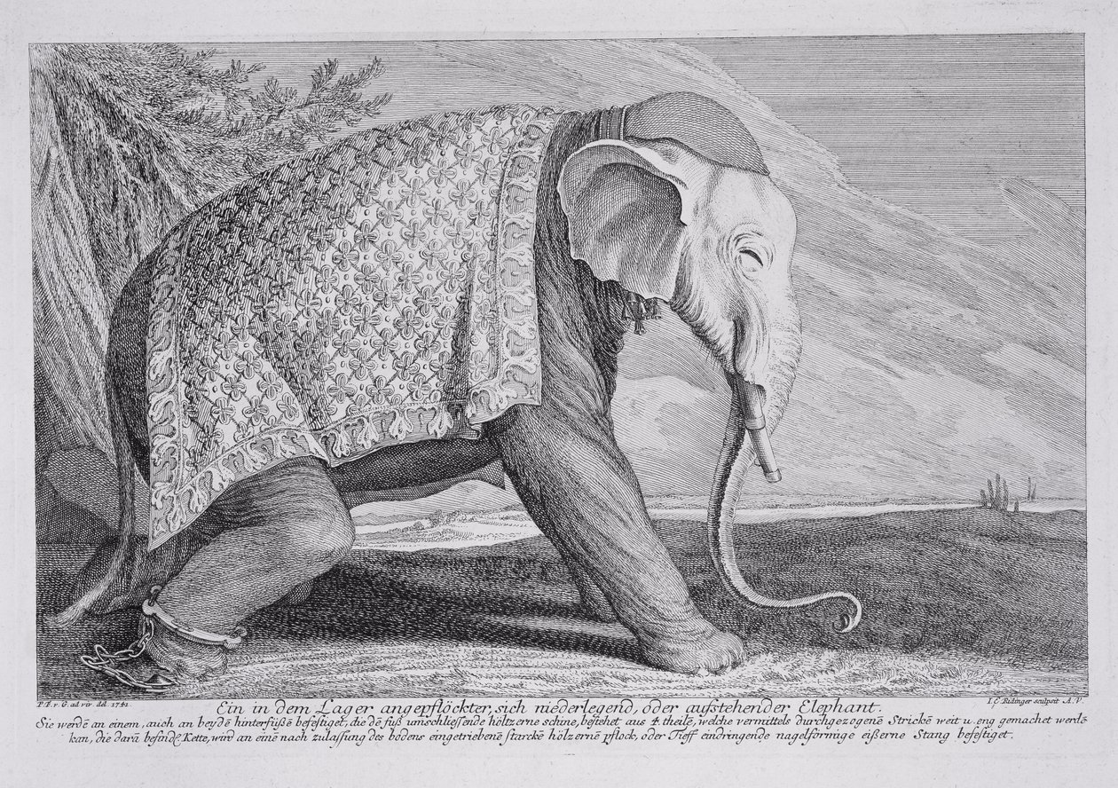 Ein Elefant von Johann Elias Ridinger or Riedinger
