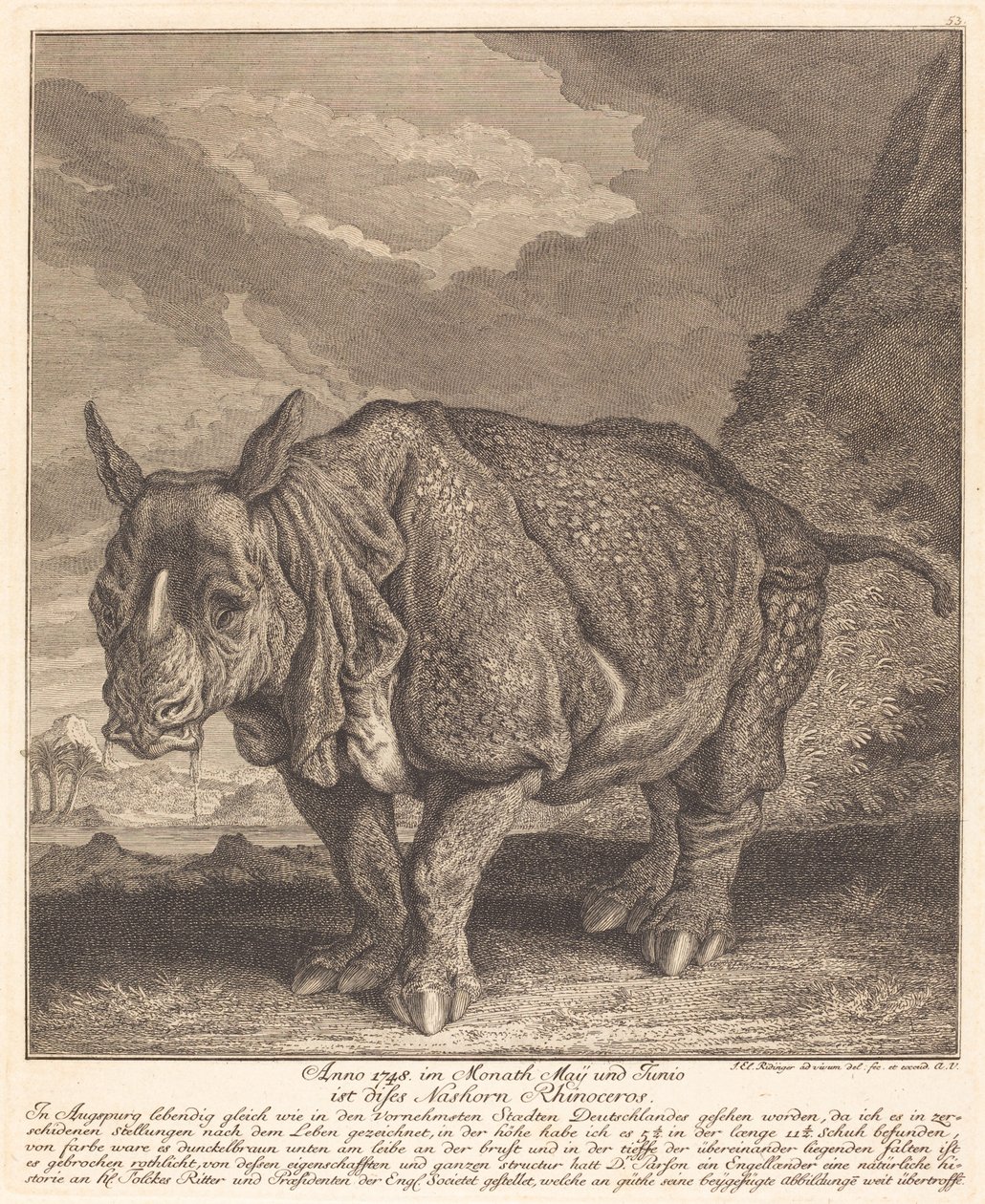 Nashorn von Johann Elias Ridinger