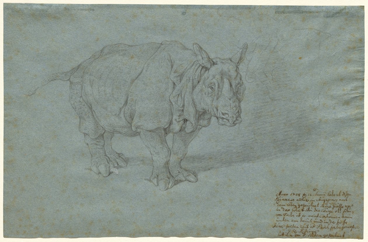 Das Nashorn "Miss Clara" von Johann Elias Ridinger