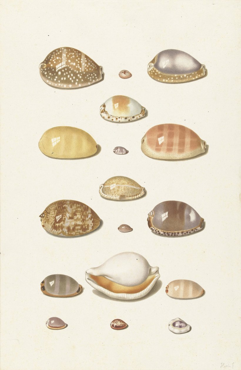 Kaurischnecken von Johann Gustav Hoch