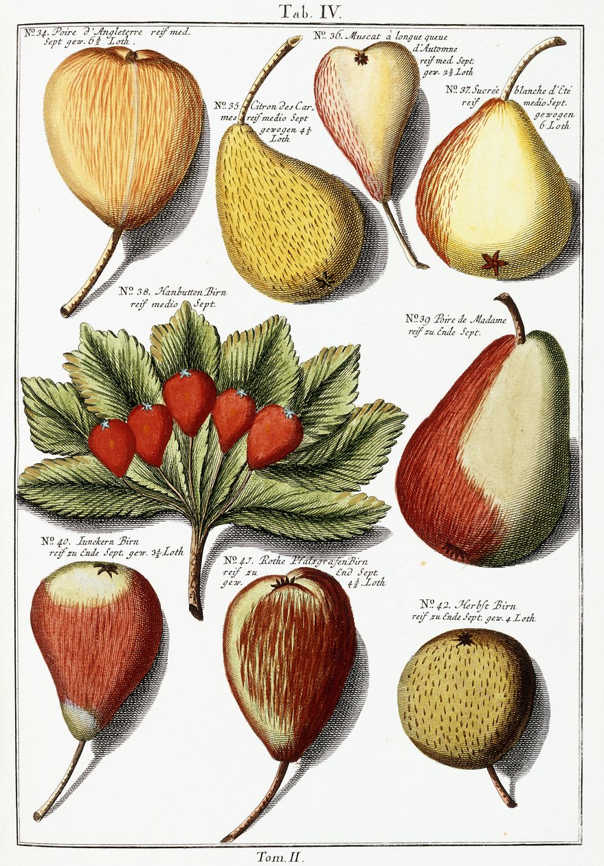 Verschiedene Birnensorten, 1760-1766 von Johann Hermann Knoop