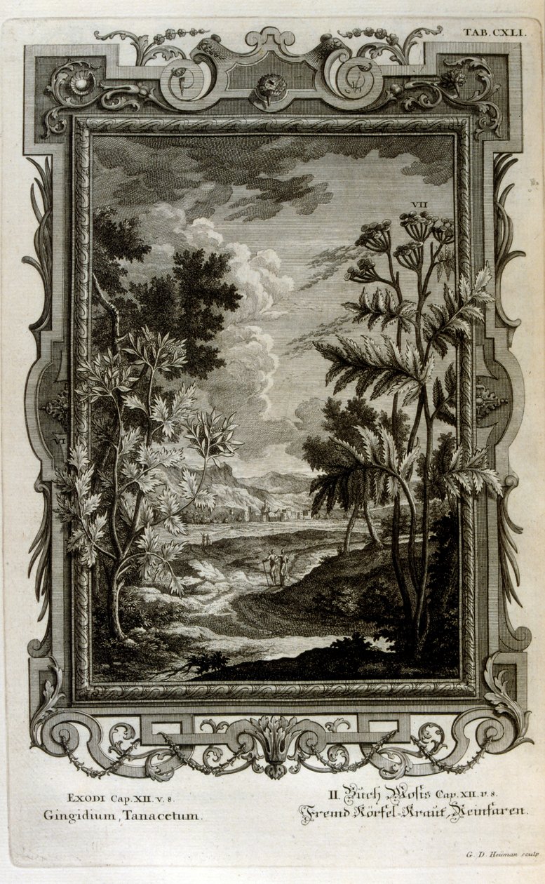 Illustration von Johann Jakob Scheuchzer
