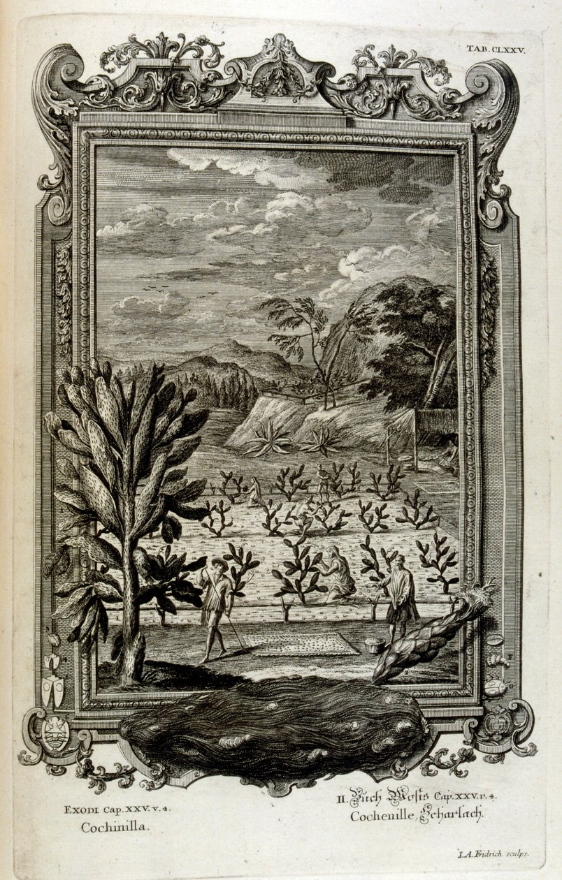 Kaktus kultivieren von Johann Jakob Scheuchzer