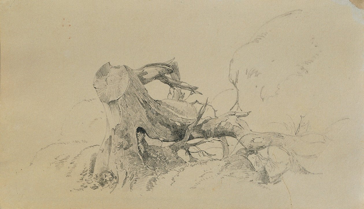 Wurzelwerk, umgestürzter Baum von Johann Peter Krafft