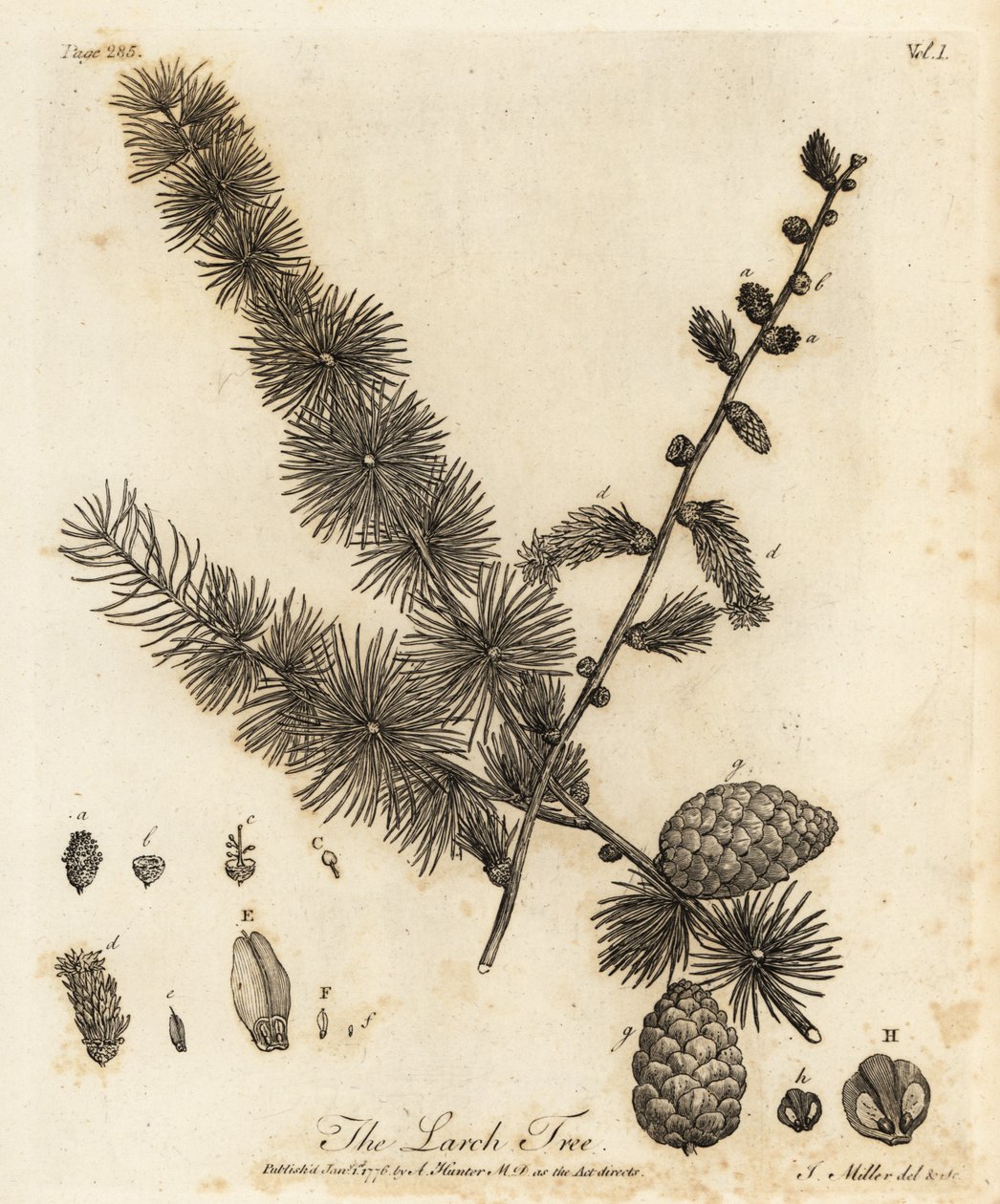 Europäische Lärche, Larix decidua von Johann Sebastien Muller