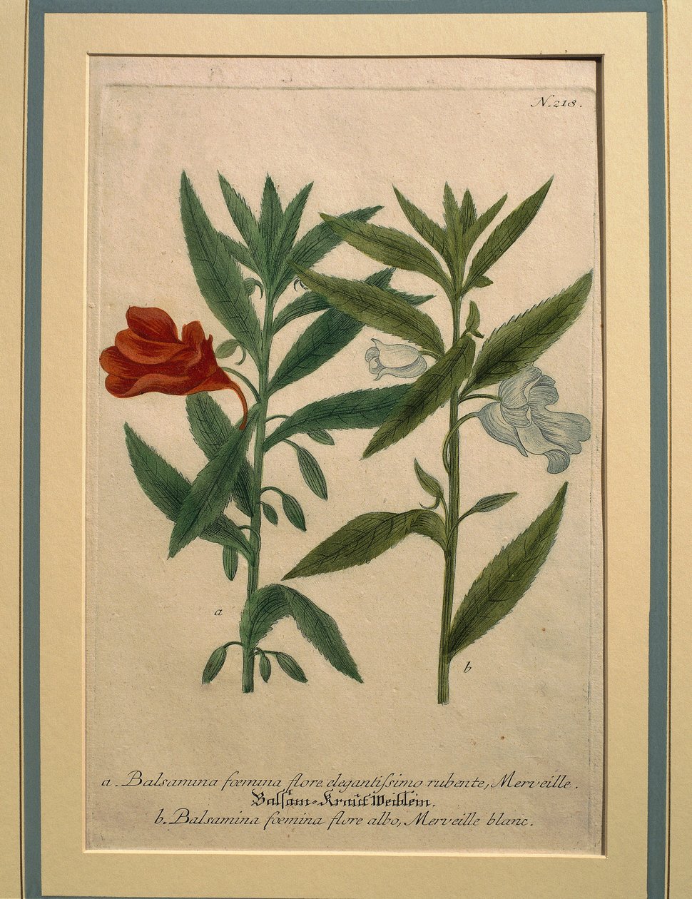 Springkraut, kolorierte Gravur von Johann Wilhelm Weinmann
