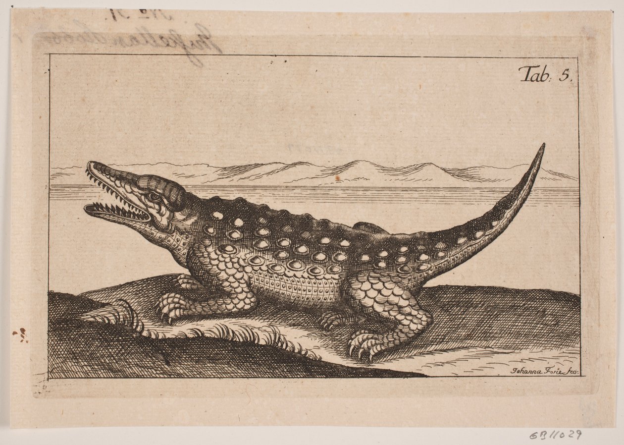 Ein Krokodil von Johanna Fosie