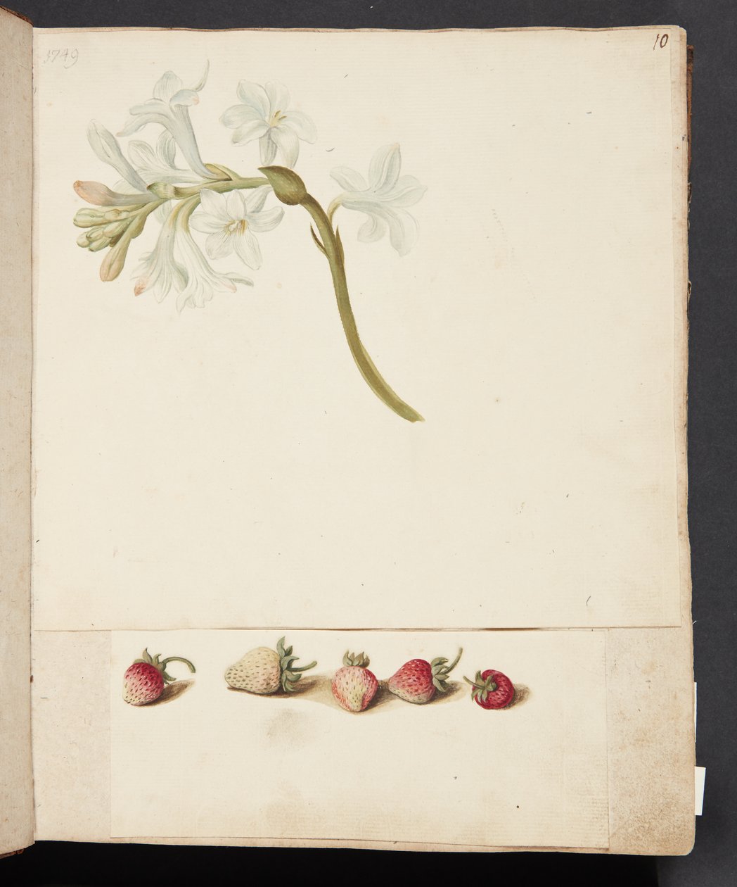 Studie einer Blume und Erdbeere von Johanna Fosie