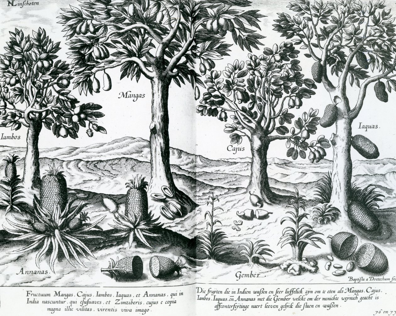 Tropische Obstbäume von Johannes Baptista van Doetechum the Younger