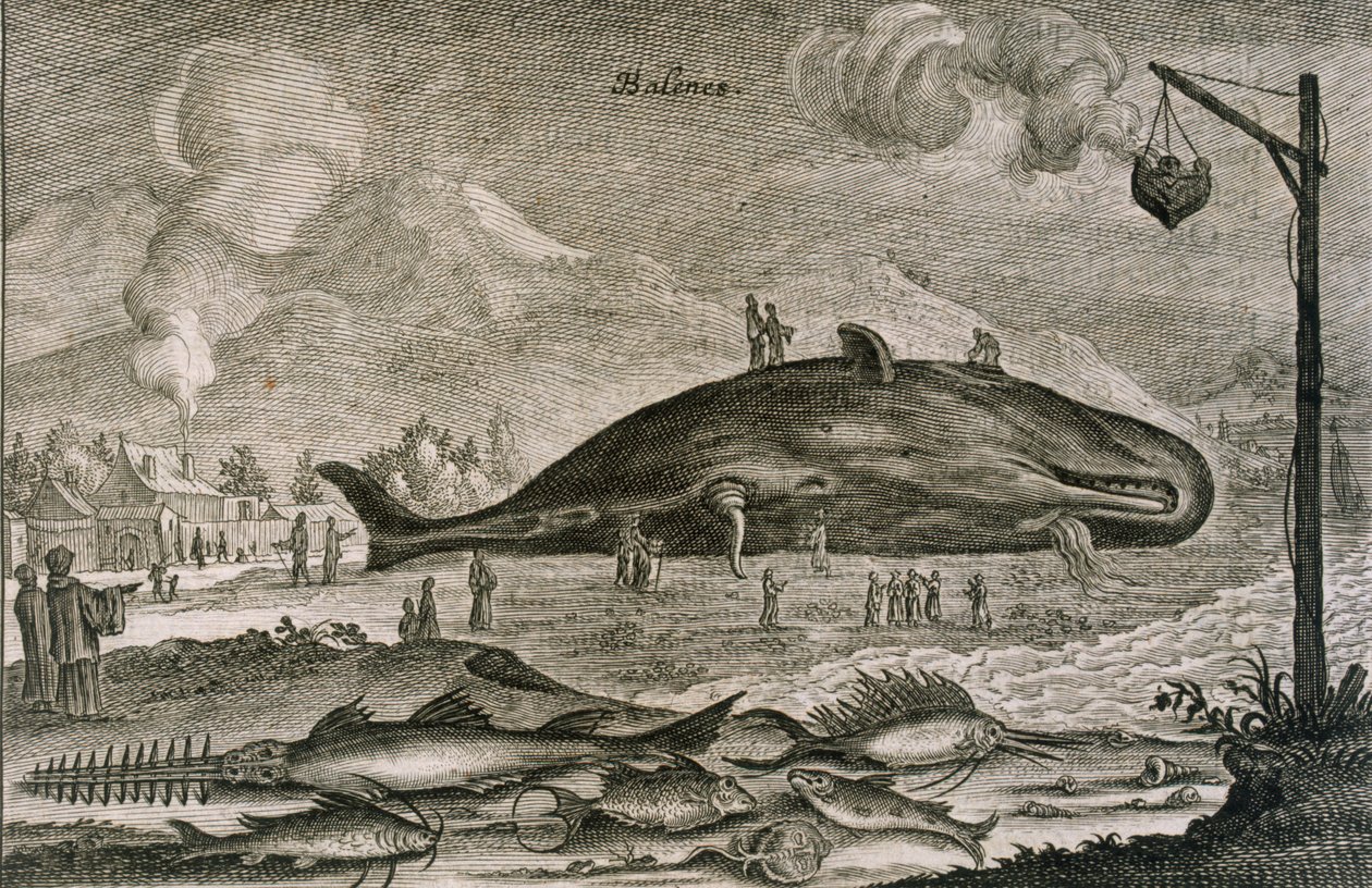 Ein gestrandeter Pottwal mit einer Vielzahl anderer Fische aus chinesischen Gewässern, 1665 von Johannes Nieuhoff