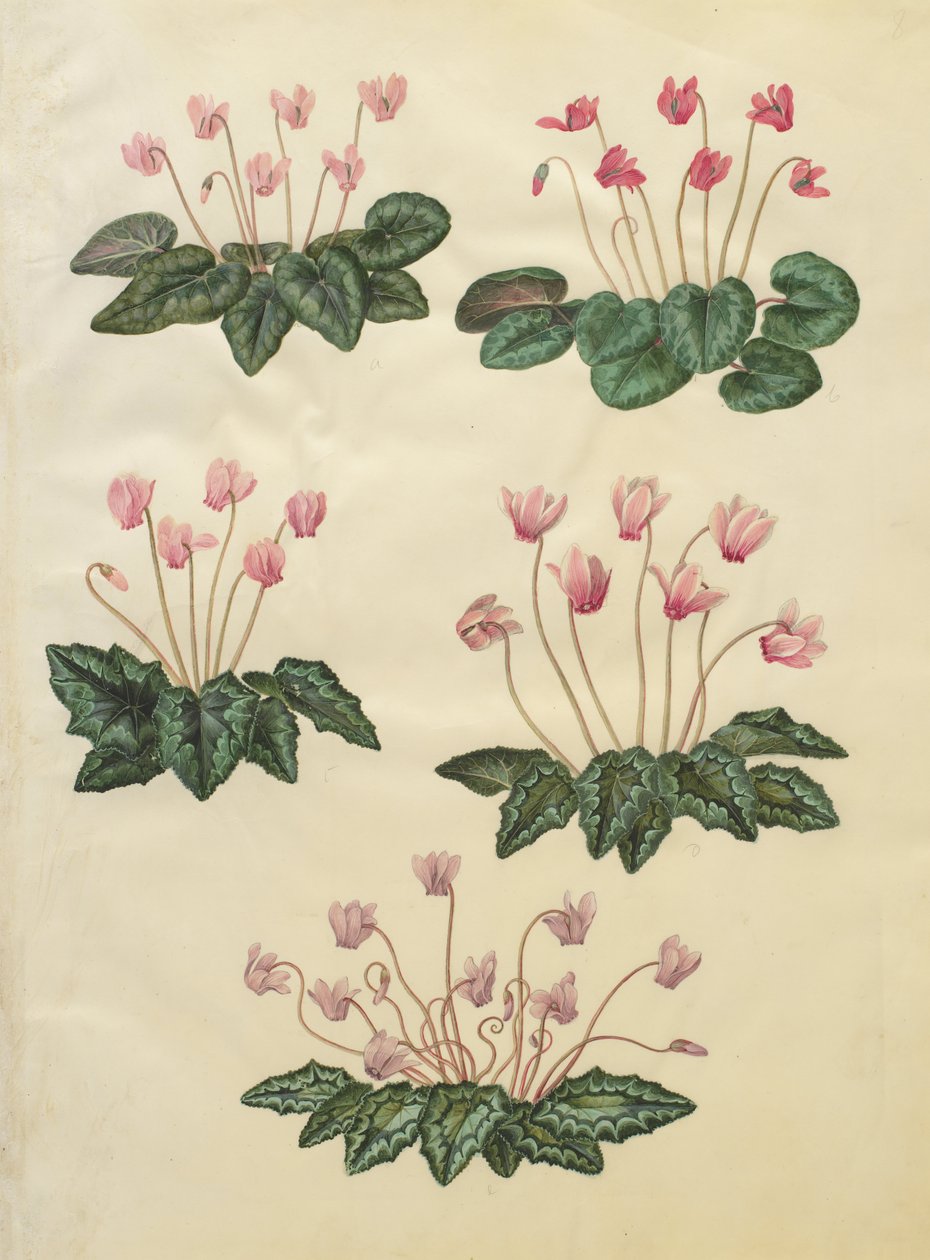 Cyclamen purpurascens; Cyclamen hederifolium von Johannes Simon Holtzbecher