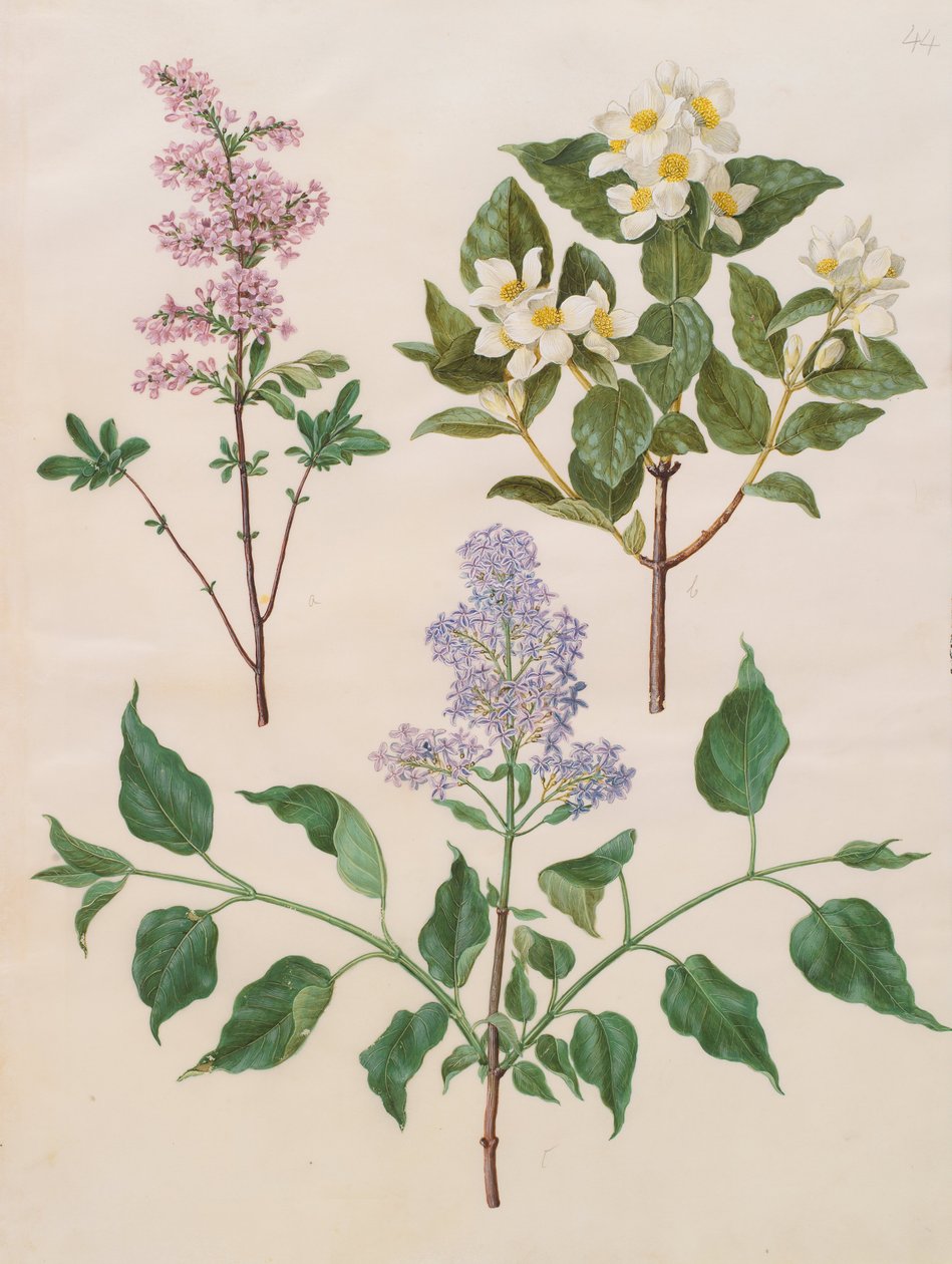 Syringa x persica; Philadelphus coronarius; Syringa vulgaris von Johannes Simon Holtzbecher