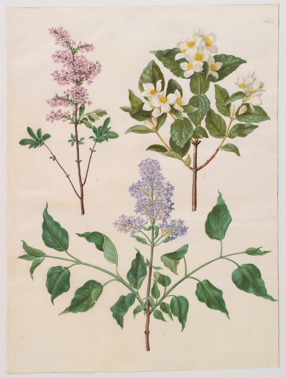 Syringa x persica; Philadelphus coronarius; Syringa vulgaris von Johannes Simon Holtzbecker