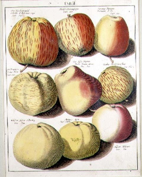 Äpfel von Seligman von Johannes Hendrik (after) Knoop