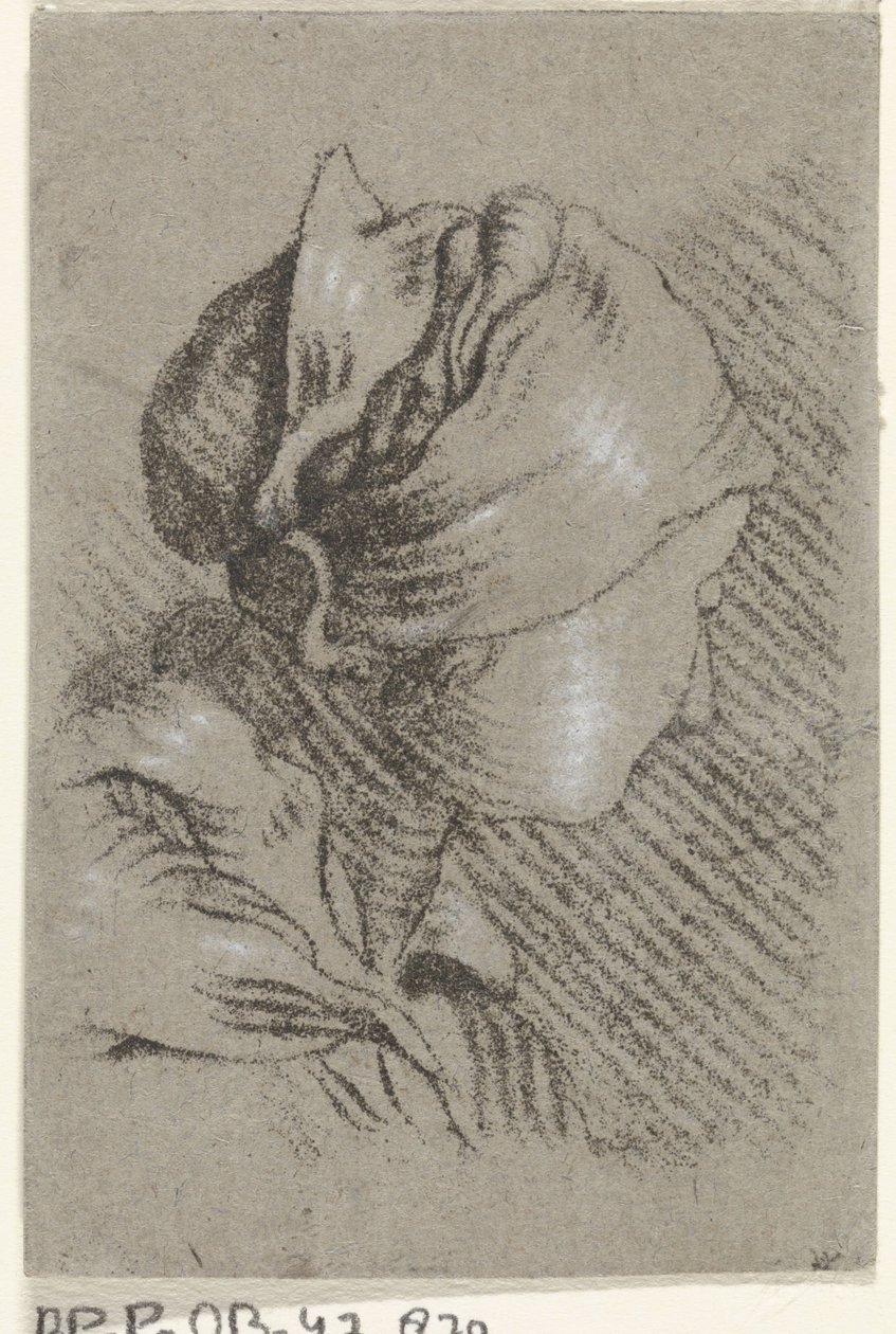 Frauenbüste von Johannes Janson (possibly)