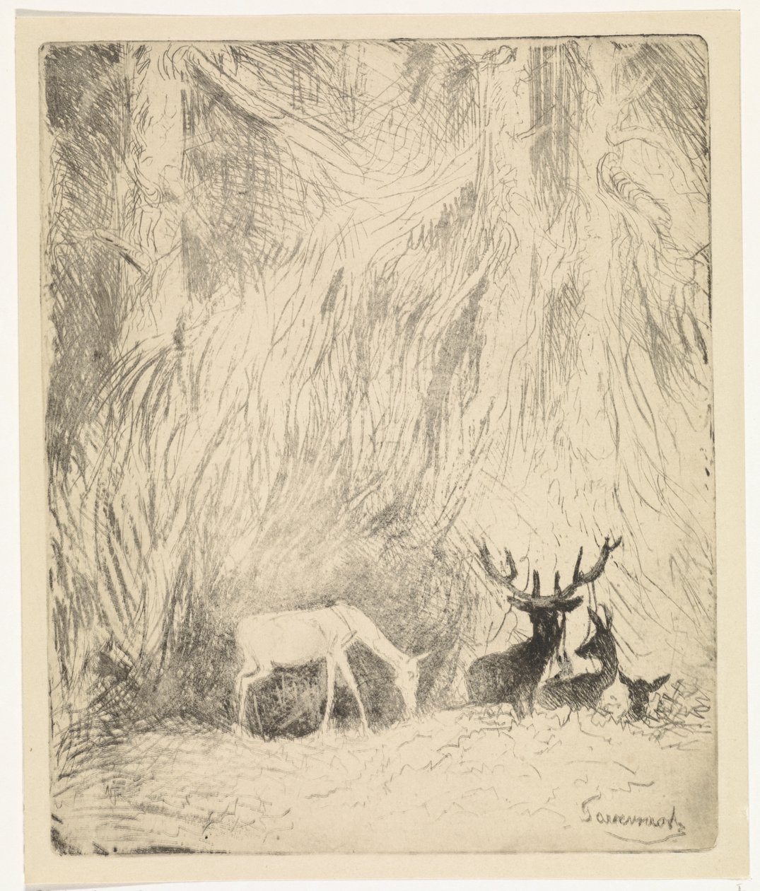 Hirsche in einem böhmischen Wald von Johannes Tavenraat