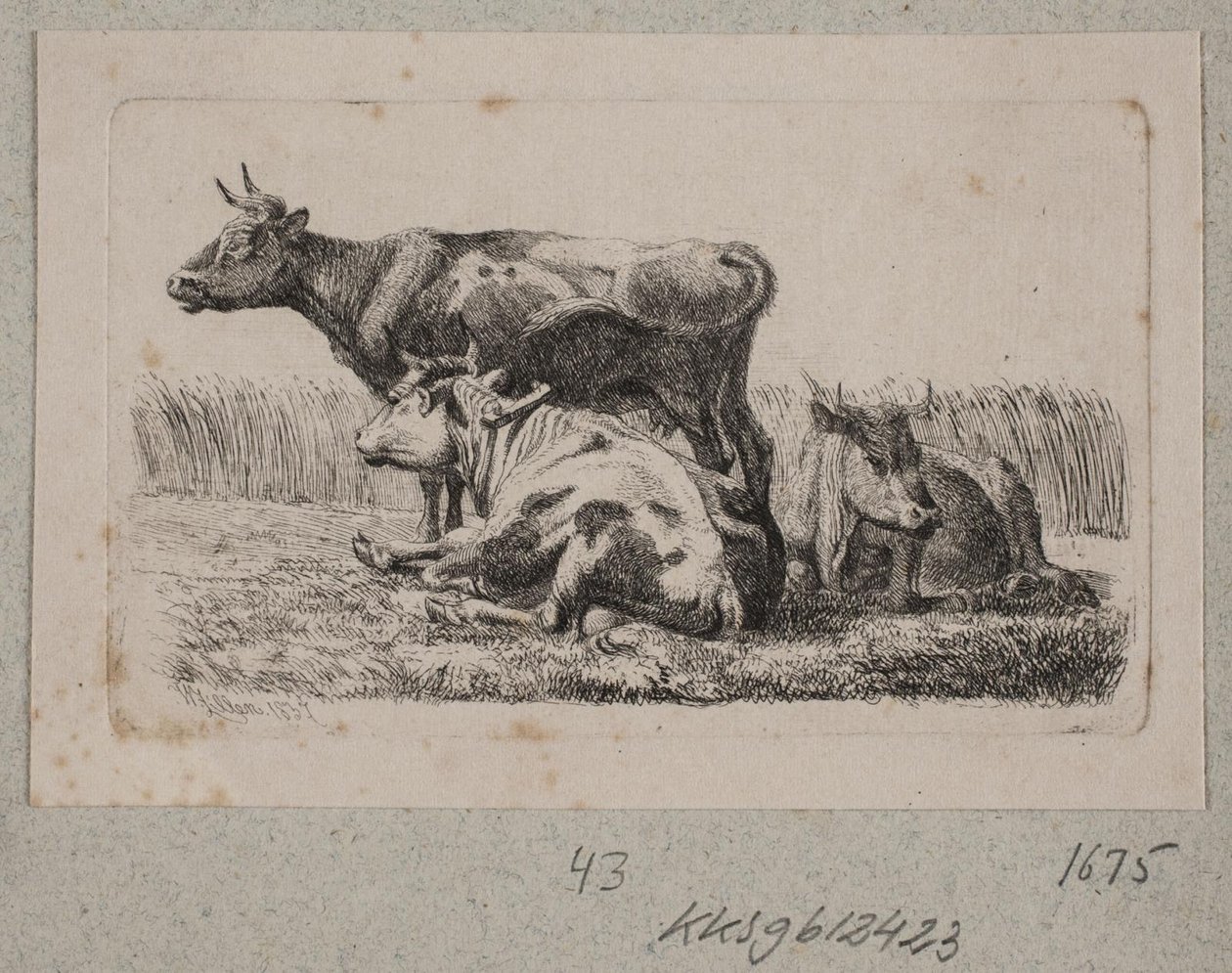 Drei Kühe von Johannes Wilhelm Zillen