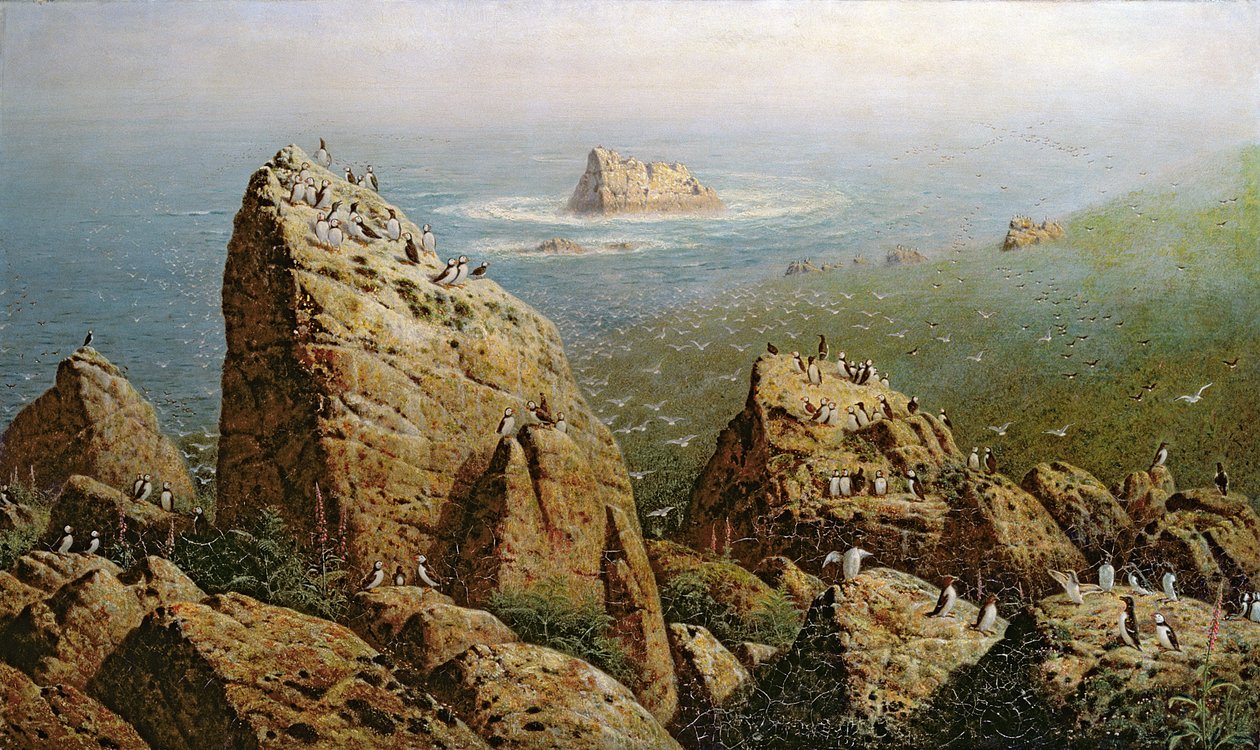 Papageitaucher auf Lundy Island von John George Naish