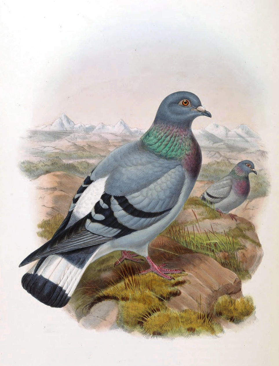 Felsentaube (Columba rupestris) von John Gould
