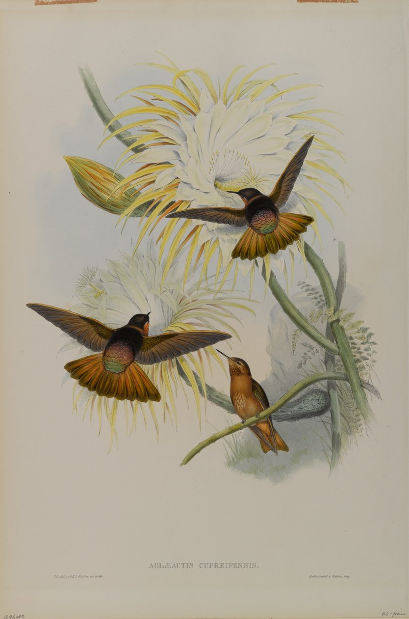 Aglaeactis Cupreipennis von John Gould
