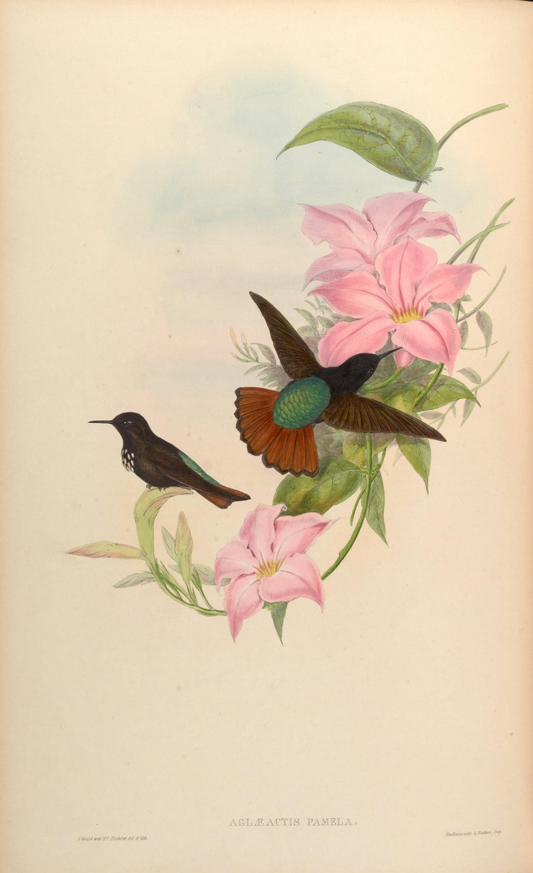 Aglaeactis pamela von John Gould