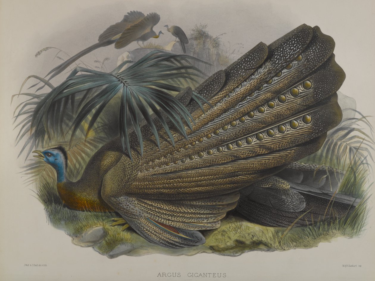 Argus Giganteus: Großer Argusfasan von John Gould