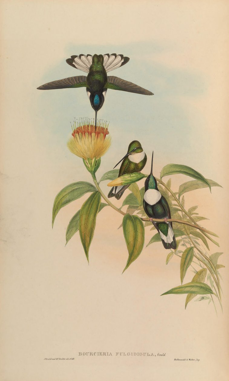 Bourciera fulgidigula von John Gould