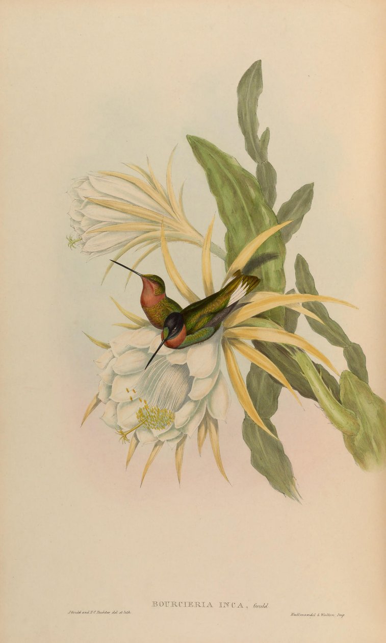 Bourciera inca von John Gould