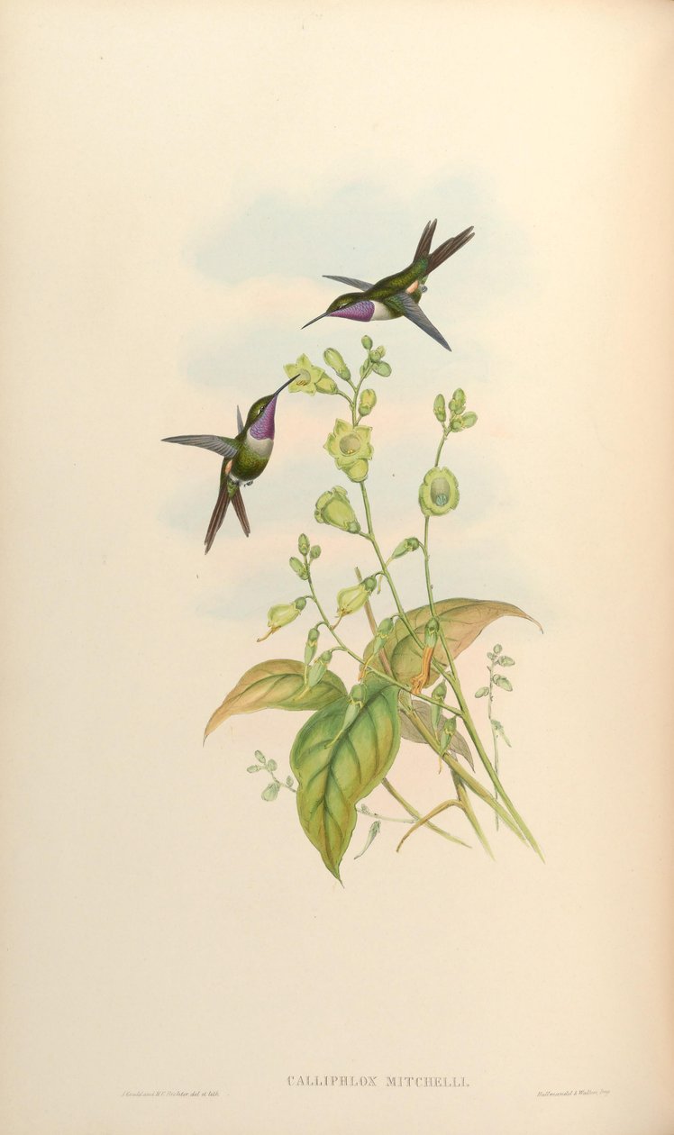 Calliphlox mitchelli von John Gould