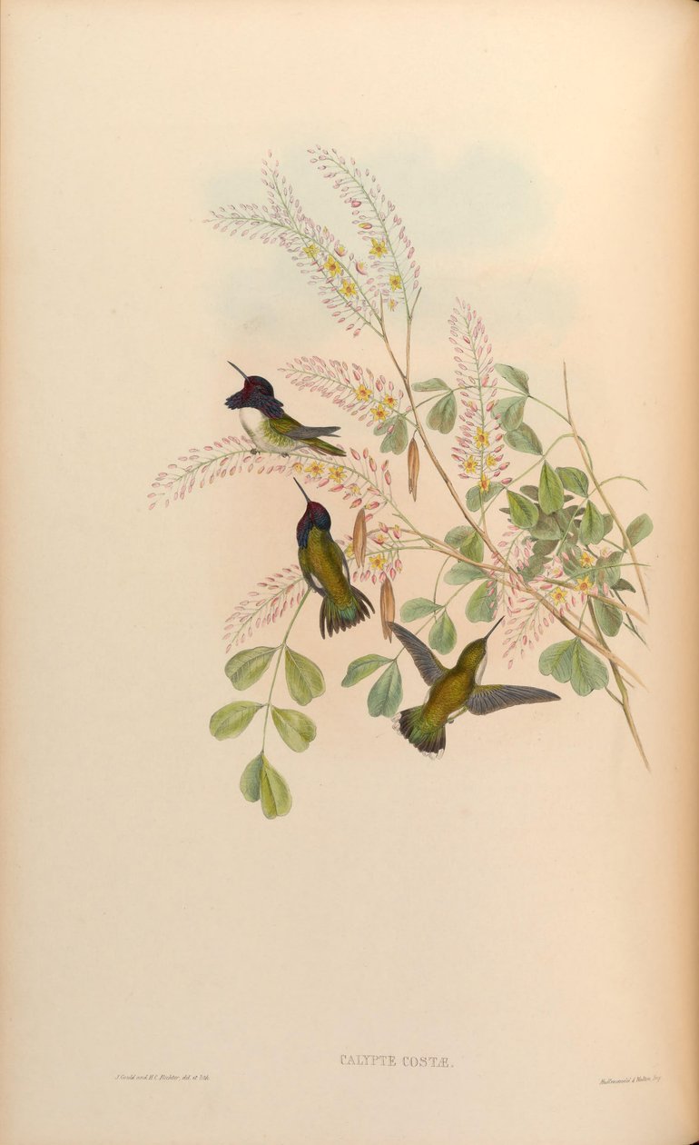 Calypte costae von John Gould