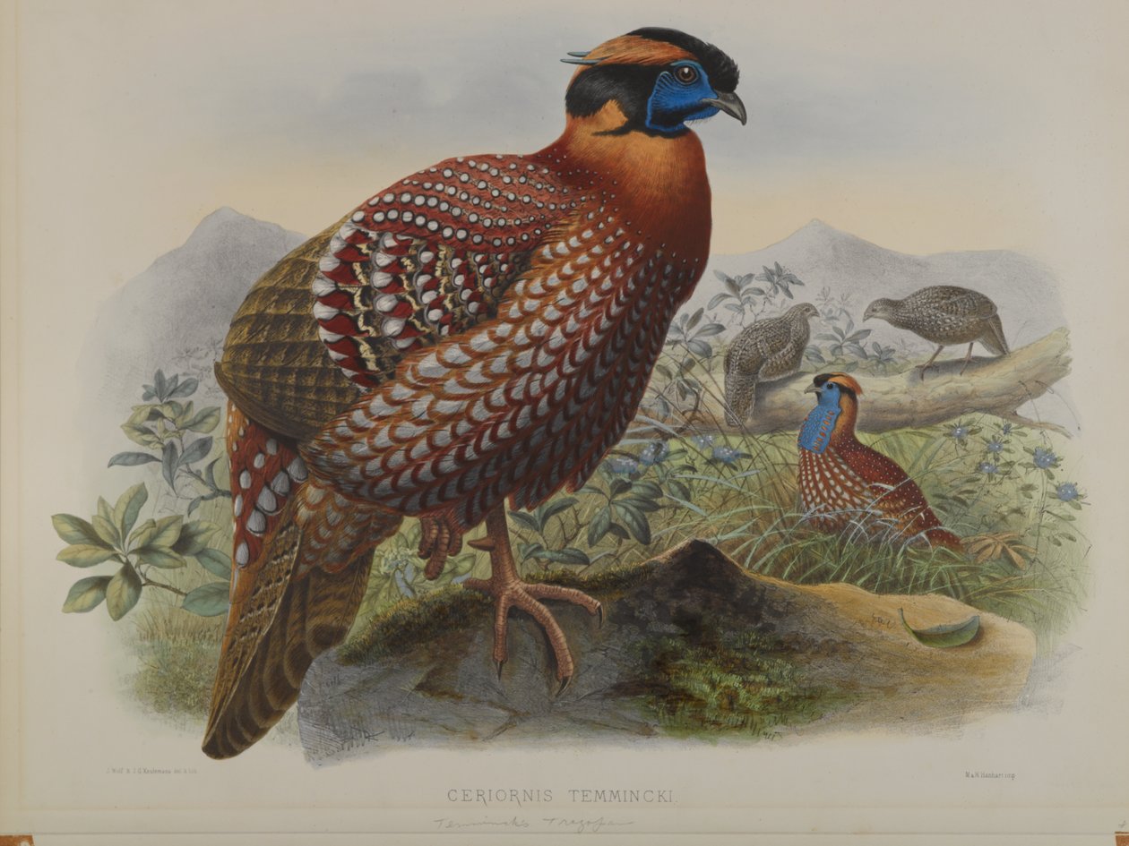 Ceriornis Temminkii: Temmincks Trazapan von John Gould