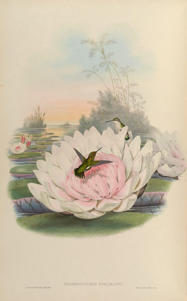 Chlorostilbon poortmani von John Gould